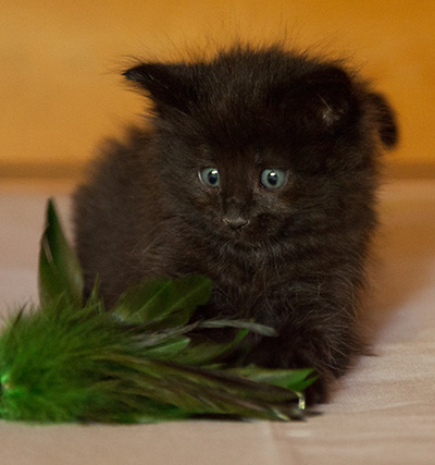 Lupin - 6 weeks old