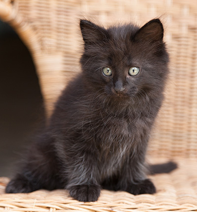 Lupin - 9 weeks old