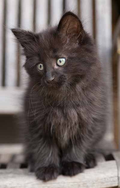 Lupin - 9 weeks old