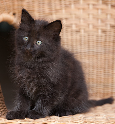Lupin - 9 weeks old