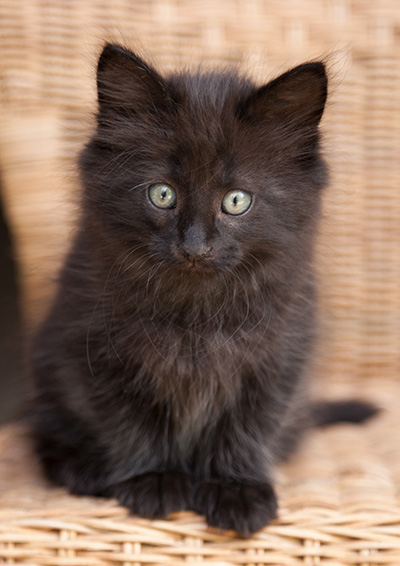 Lupin - 9 weeks old