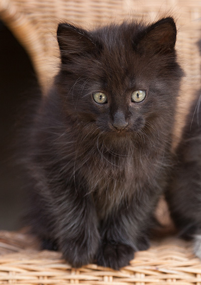 Lupin - 9 weeks old
