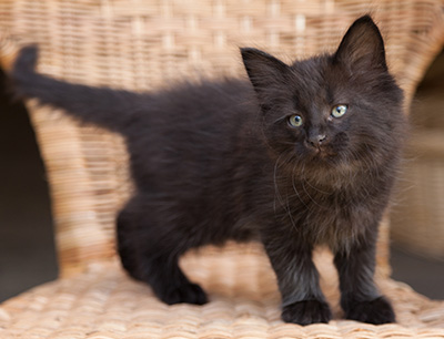 Lupin - 9 weeks old