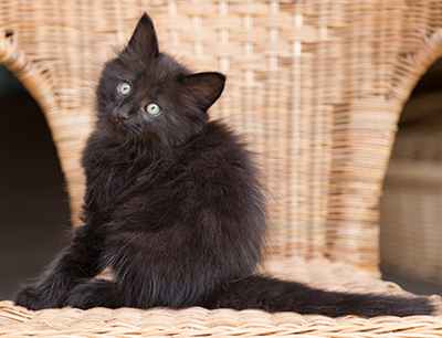 Lupin - 9 weeks old