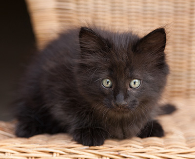 Lupin - 9 weeks old