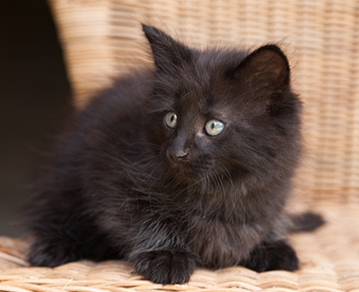 Lupin - 9 weeks old