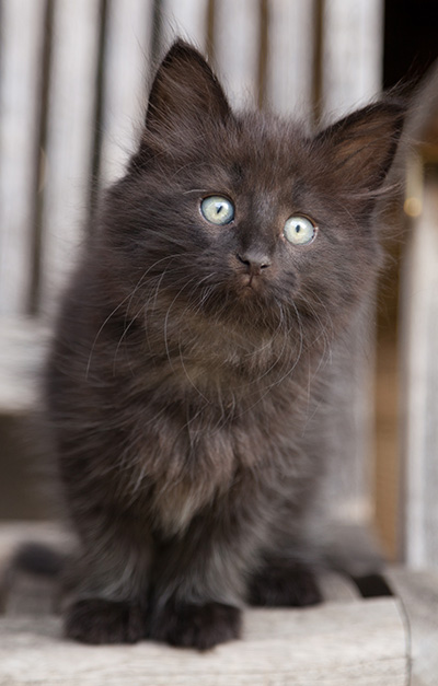 Lupin - 9 weeks old