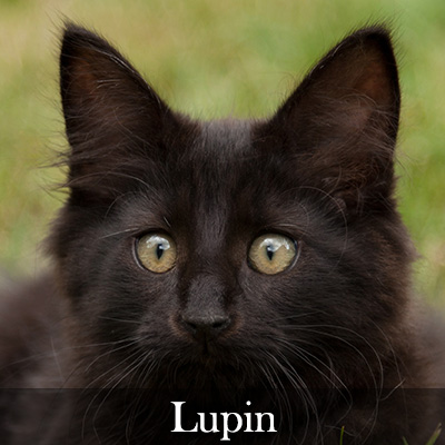 Lupin