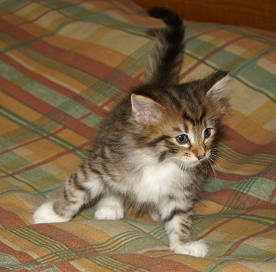 Häxan - 6 weeks old