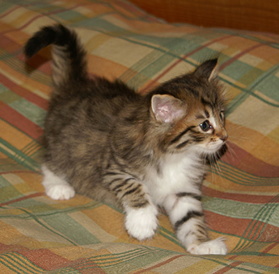 Häxan - 6 weeks old