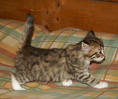 Häxan - 6 weeks old