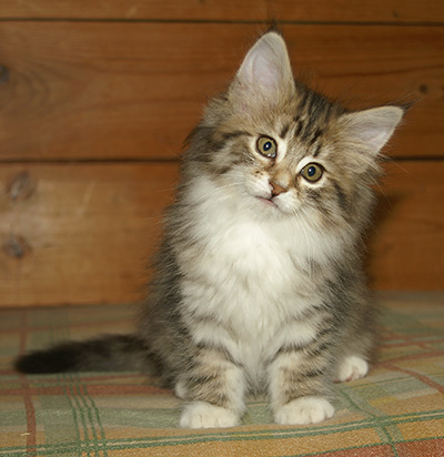 Häxan - 9 weeks old