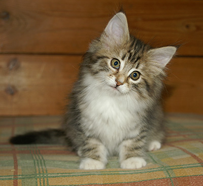 Häxan - 9 weeks old