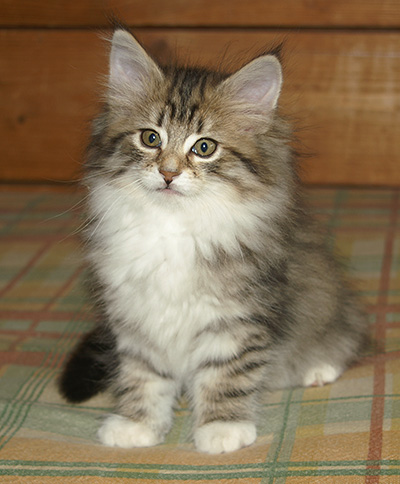 Häxan - 9 weeks old