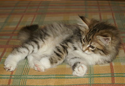 Häxan - 9 weeks old