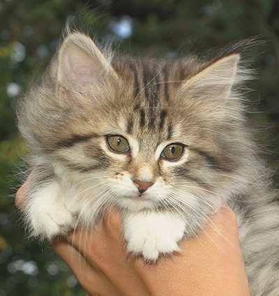 Häxan - 9 weeks old