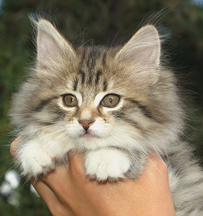 Häxan - 9 weeks old