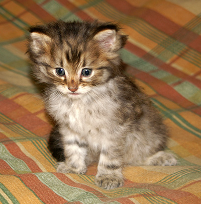 Hercule - 6 weeks old