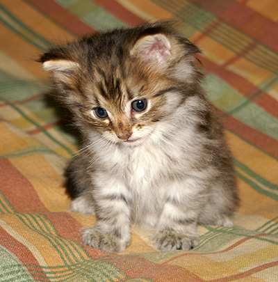 Hercule - 6 weeks old