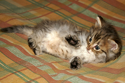 Hercule - 6 weeks old