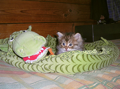 Hercule - 6 weeks old