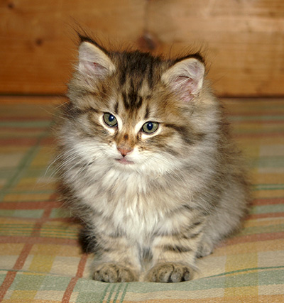Hercule - 9 weeks old