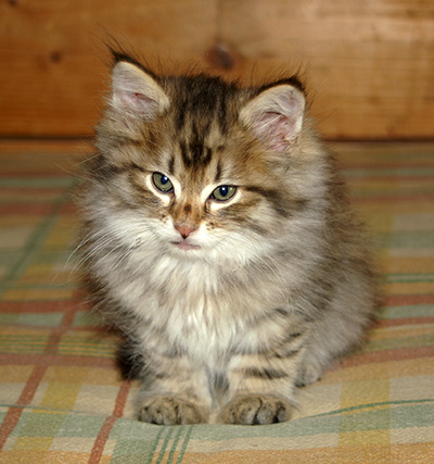 Hercule - 9 weeks old