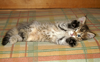 Hercule - 9 weeks old