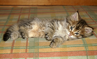 Hercule - 9 weeks old