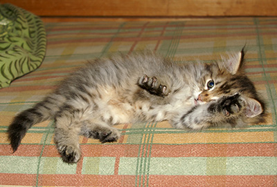 Hercule - 9 weeks old