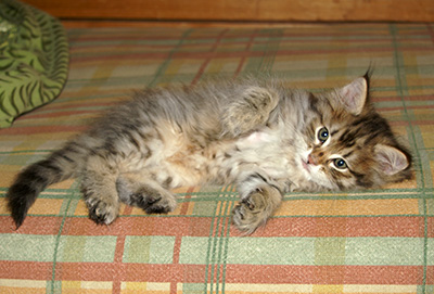 Hercule - 9 weeks old