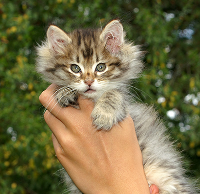 Hercule - 9 weeks old