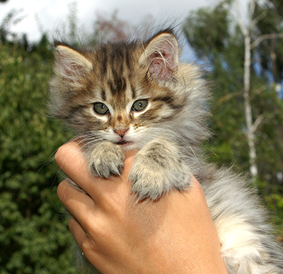 Hercule - 9 weeks old
