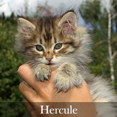 Hercule