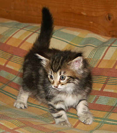 Hermione - 6 weeks old