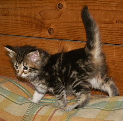 Hermione - 6 weeks old