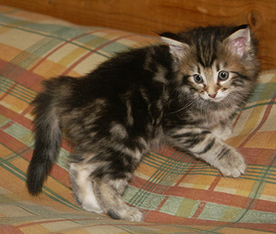 Hermione - 6 weeks old