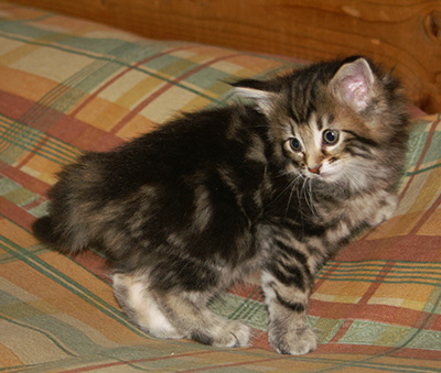 Hermione - 6 weeks old