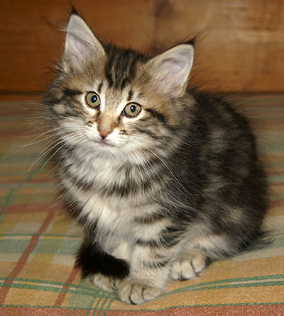 Hermione - 9 weeks old