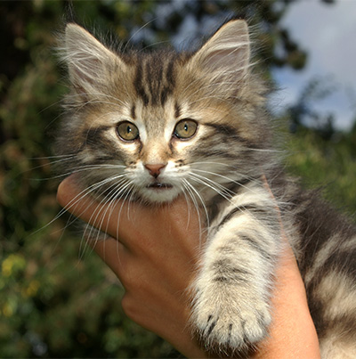 Hermione - 9 weeks old