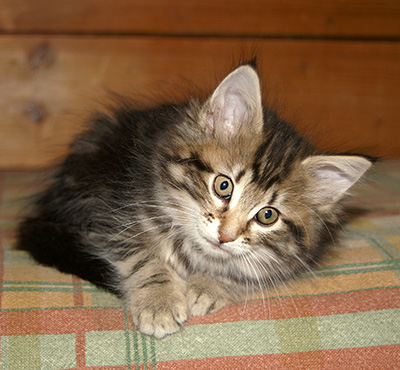 Hermione - 9 weeks old