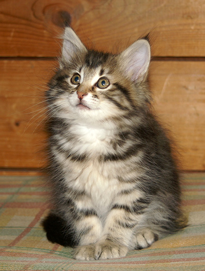 Hermione - 9 weeks old