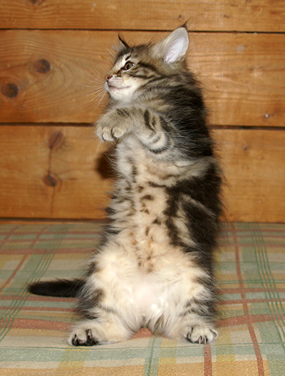 Hermione - 9 weeks old