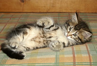 Hermione - 9 weeks old