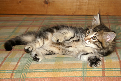 Hermione - 9 weeks old