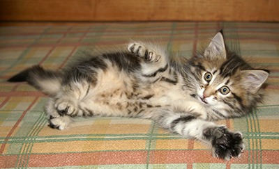 Hermione - 9 weeks old
