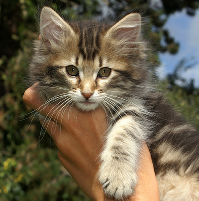 Hermione - 9 weeks old