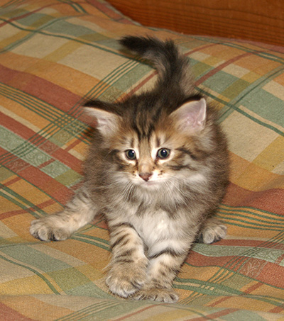 Hestia - 6 weeks old