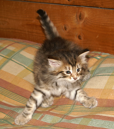Hestia - 6 weeks old