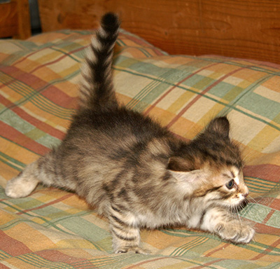 Hestia - 6 weeks old